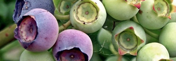 Bilberry Sunday