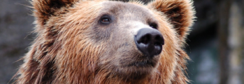 The Brown Bear of Norway
