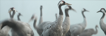 Return of the Cranes