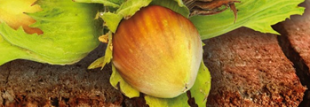The Hazel Tree and Hazelnut