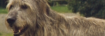 Irish Wolfhounds
